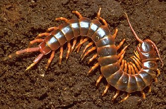 Giant_Centipede.jpeg Giant_Centipede.jpeg