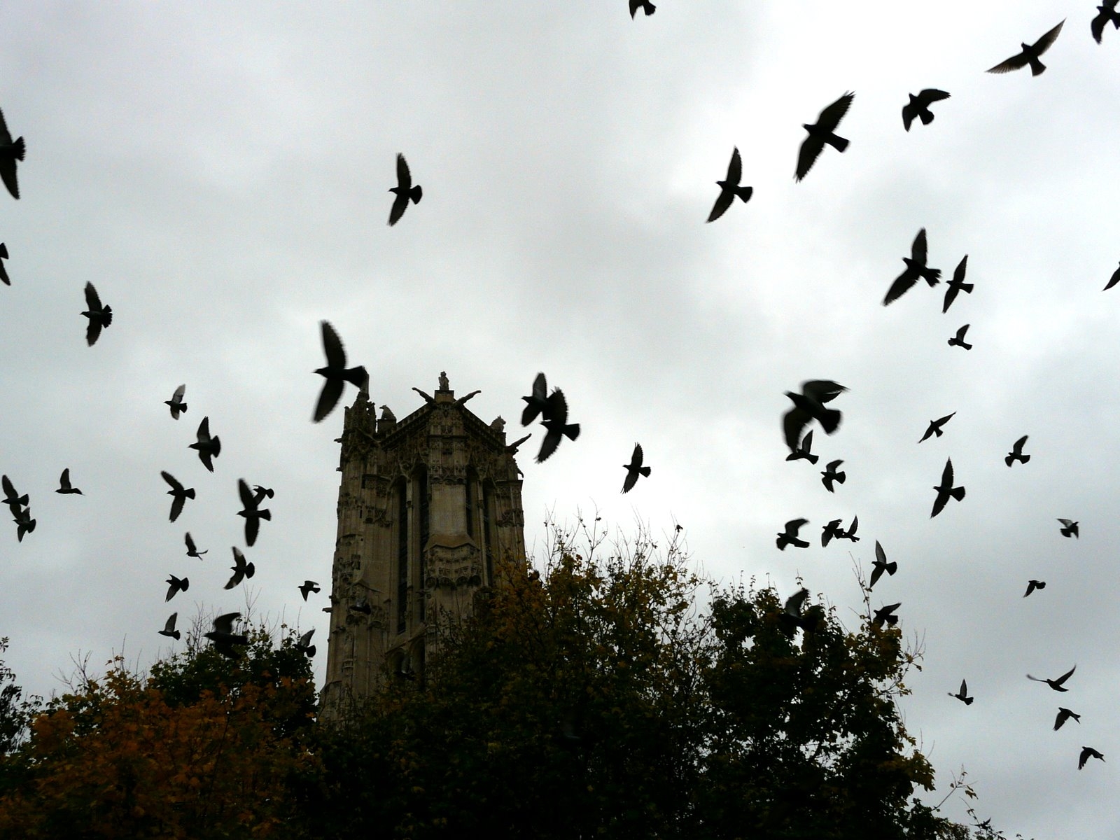 birds1.jpg birds1.jpg