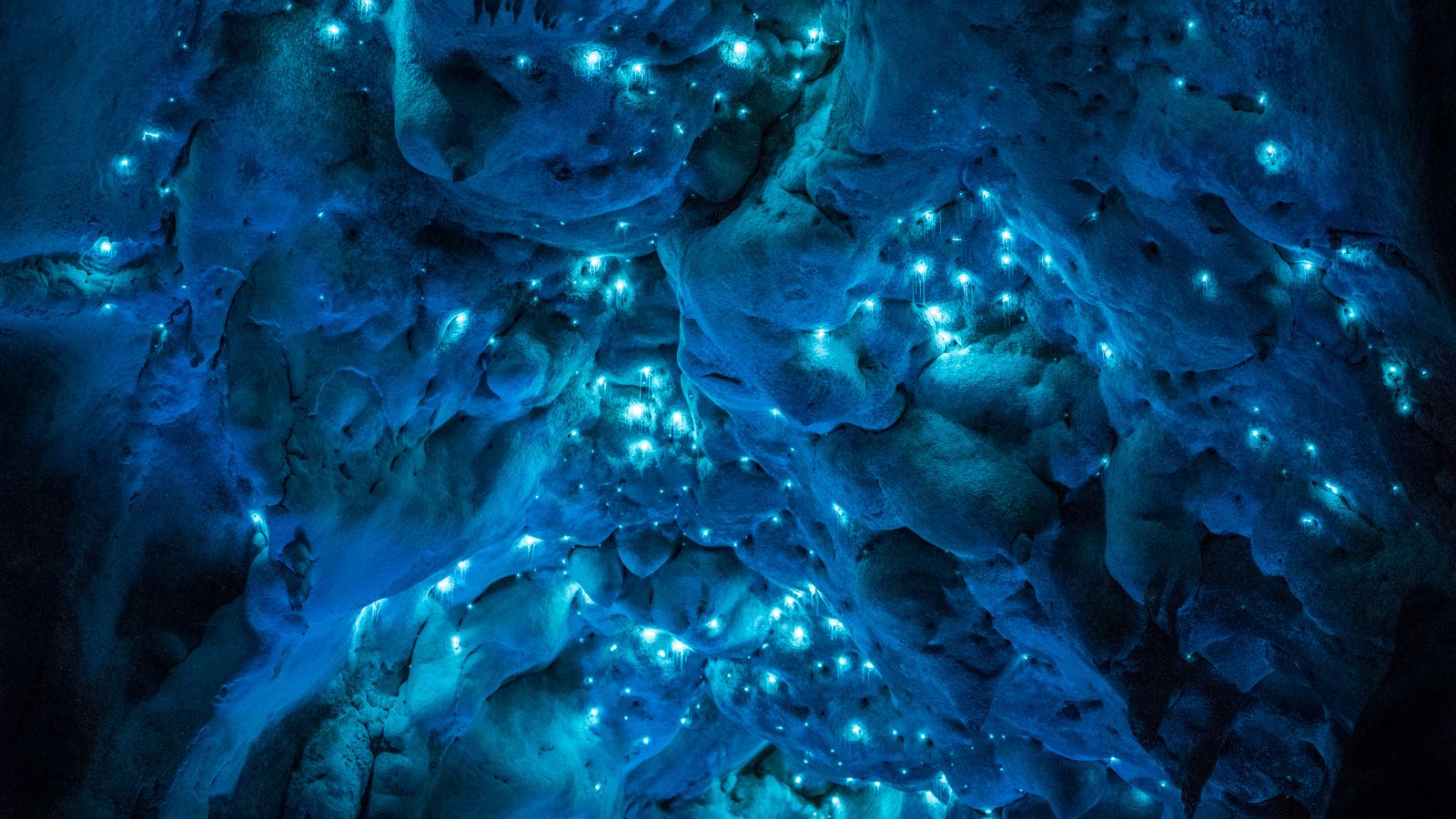 Glow_worm_cave.jpg Glow_worm_cave.jpg