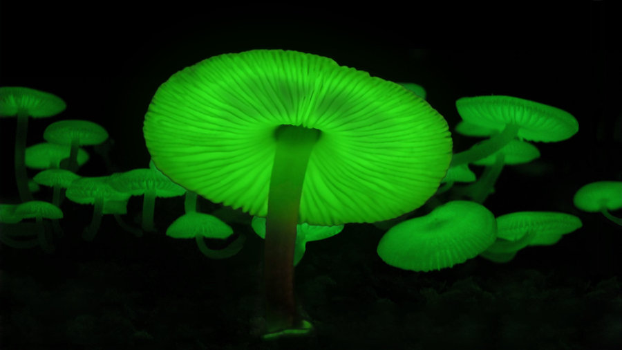 Green_Luminescent_Mushrooms_by_Bingokongen.jpg Green_Luminescent_Mushrooms_by_Bingokongen.jpg