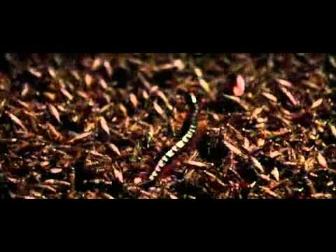 bugs.jpg bugs.jpg