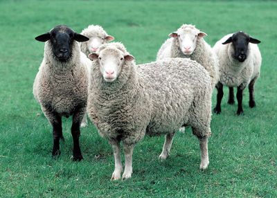 400px-Whole_Sheep.jpg 400px-Whole_Sheep.jpg