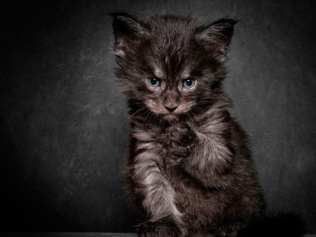 Animals___Cats_Angry_black_cat_081068_29.jpg Animals___Cats_Angry_black_cat_081068_29.jpg