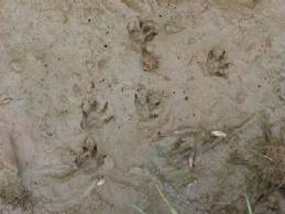 Rat_Footprints.jpg Rat_Footprints.jpg