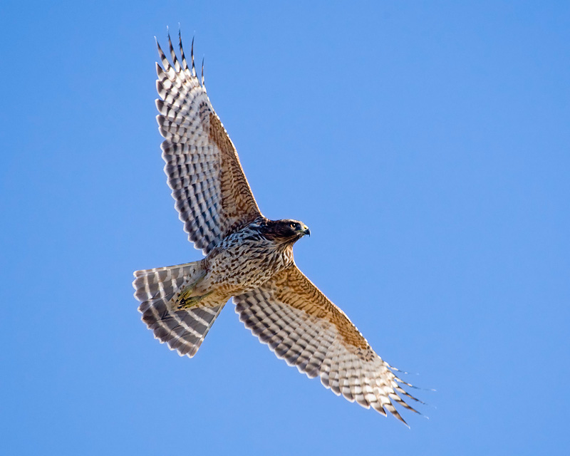 hawk.jpg hawk.jpg
