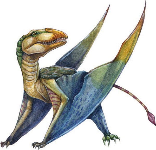 dimorphodon.jpg dimorphodon.jpg