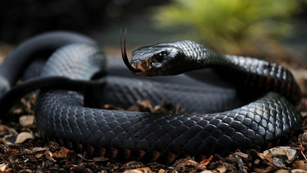 blackmamba.jpg blackmamba.jpg