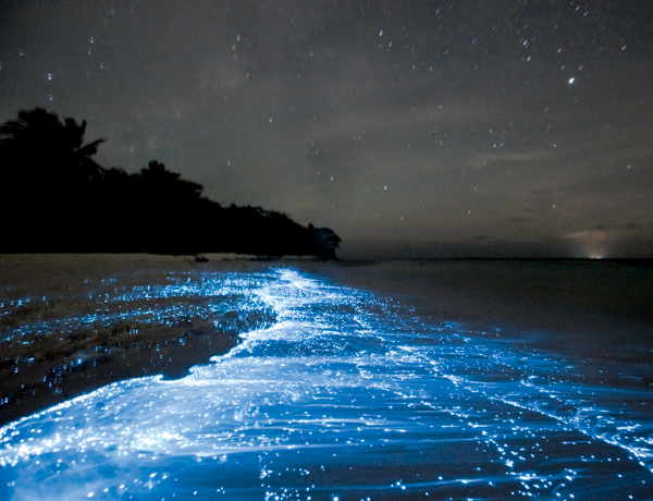 glowingocean.jpg glowingocean.jpg
