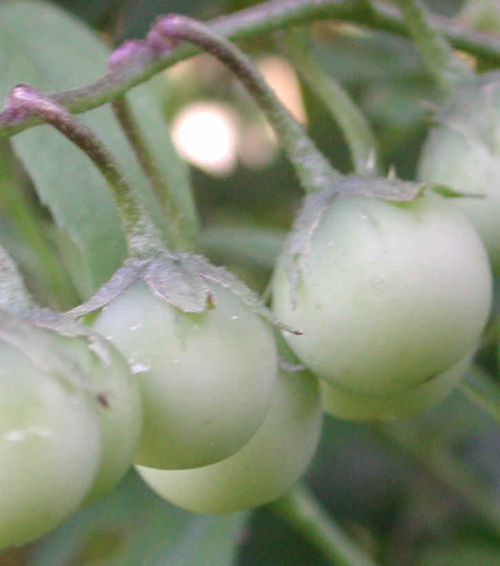 vipernettleberry.jpg vipernettleberry.jpg