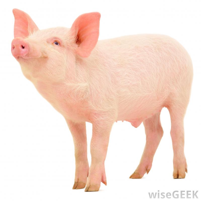 baby-pig.jpg baby-pig.jpg