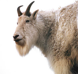 funkmamagoat funkmamagoat