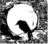 arashikarasu arashikarasu