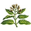 Clove Clove