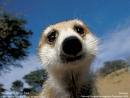 Meerkat Meerkat