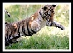 findthetiger129 findthetiger129