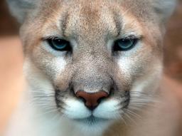Coug Coug