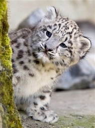 mistpantherpurr mistpantherpurr