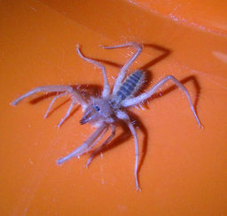 Mephistopheles Mephistopheles