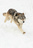 Silvertongue55 Silvertongue55