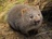 AngryWombat AngryWombat