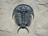Trilobite Trilobite