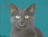 TheGumbieCat TheGumbieCat