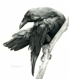 RavenTheThief RavenTheThief