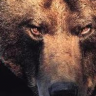samursus samursus