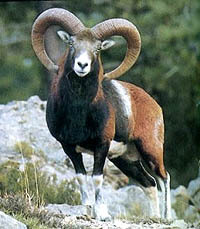 Mufflon Mufflon