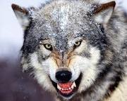 dogsofwar dogsofwar