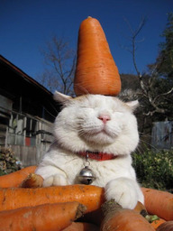 Kittypon Kittypon