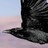 Familiar_Raven Familiar_Raven