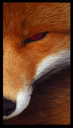 Conker Conker