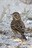 humble_sparrow humble_sparrow