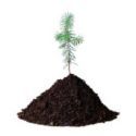 Compost Compost