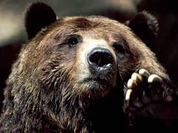 GrumblyBear GrumblyBear