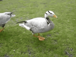 Haggy Haggy