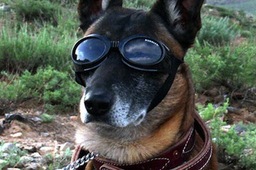 AgentSilentOne AgentSilentOne