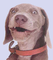 Moobert Moobert
