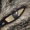 wolfie wolfie