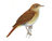 Nightingale Nightingale