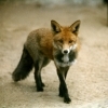 squarefox squarefox