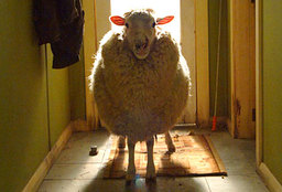 Shepherdess Shepherdess