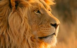 RyantheLion RyantheLion