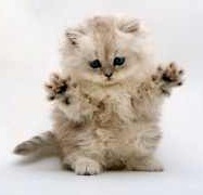 Ex_Tyger Ex_Tyger