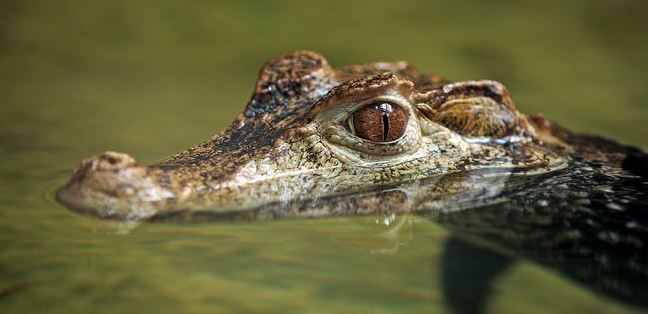 dwarf-caiman.JPG