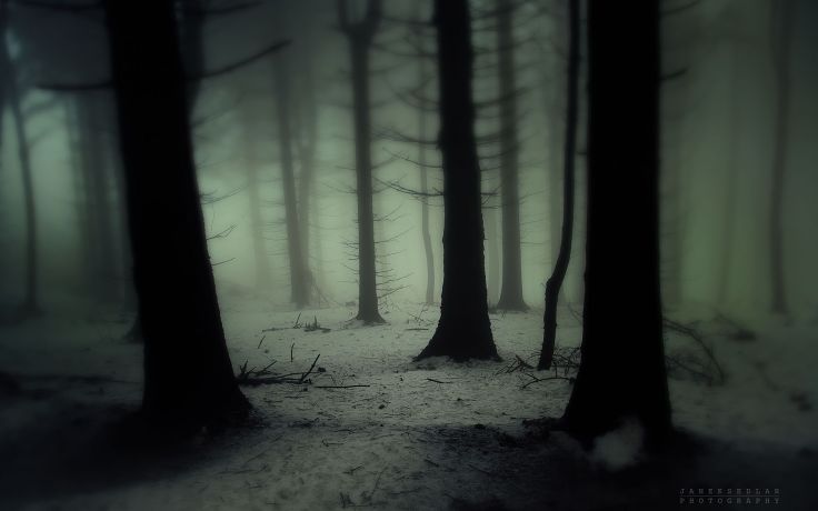 spooky_winter_wood.jpg spooky_winter_wood.jpg