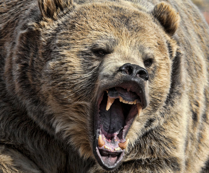 Man_eating_bear.jpg Man_eating_bear.jpg