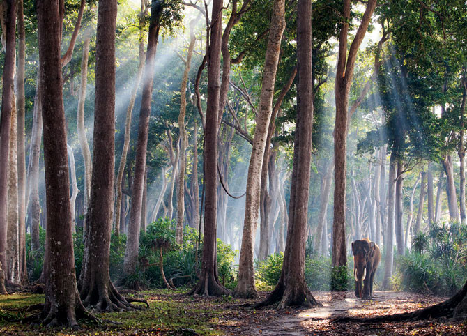0812-asian-elephant-strolling-through-forest-670.jpg