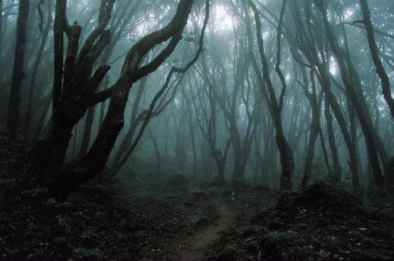 dark_forest.jpg.w560h372.jpg dark_forest.jpg.w560h372.jpg